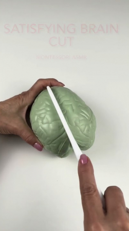 Embedded thumbnail for Cross-Section Human Brain Model | Montessori Science Material