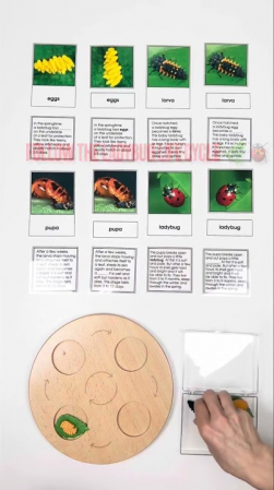 Embedded thumbnail for Life Cycle of a Butterfly - 4 Realistic Models